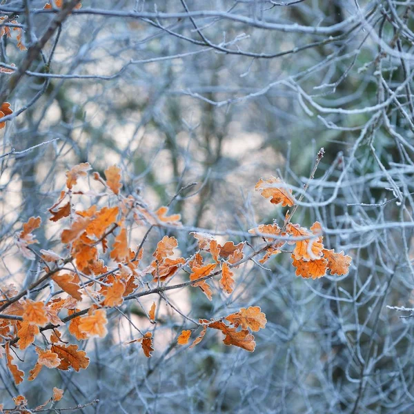 Trädgrenar Täckta Med Rimfrost Vinter Skog — Stockfoto