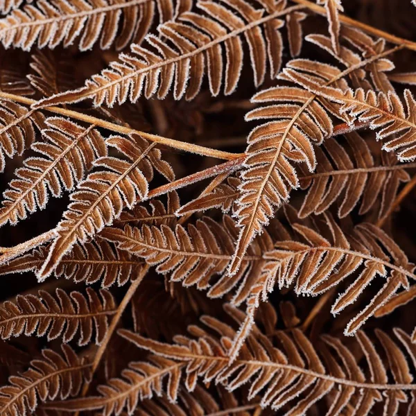 Close View Dry Frosted Fern Leaves — Stock Photo, Image