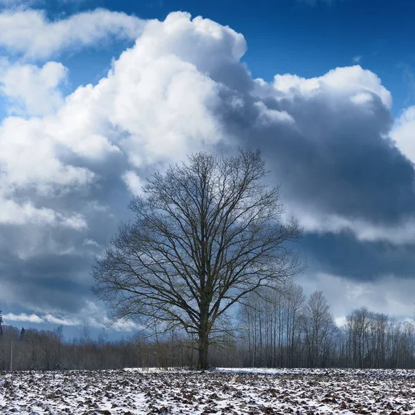 Vedere Pitorească Copacilor Câmpul Agricol Acoperit Zăpadă Împotriva Cerului Tulbure — Fotografie, imagine de stoc