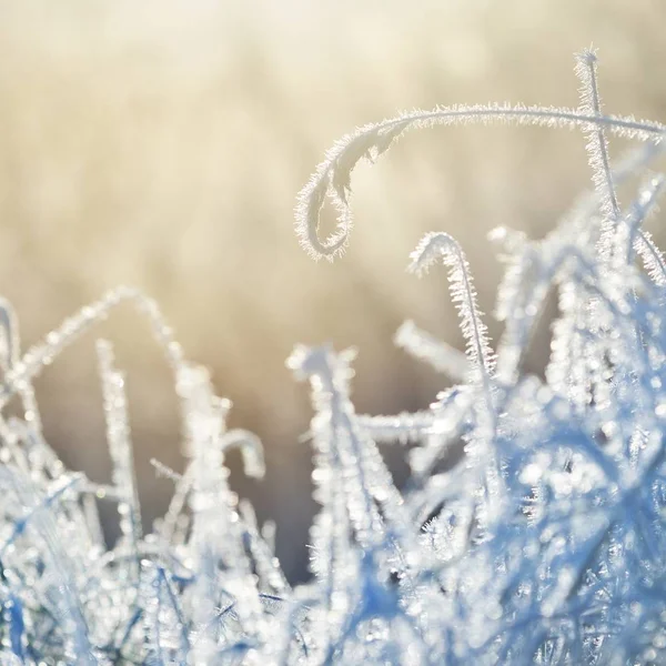 Detailní Pohled Ojíněné Trávě Slunci — Stock fotografie