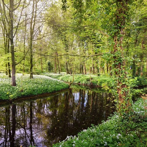 Malebný Pohled Kvetoucích Keřů Břehu Klidné Řeky Listnatý Les — Stock fotografie