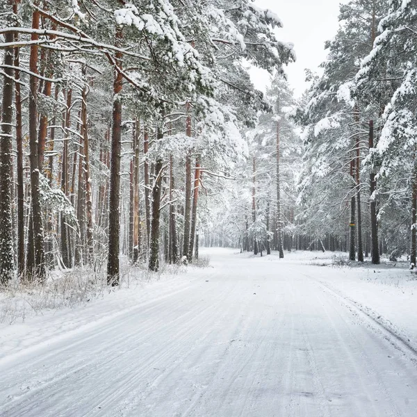 Nezpevněné Zimní Lesní Cesta Pod Vrstvou Čerstvého Sněhu Lotyšsku — Stock fotografie