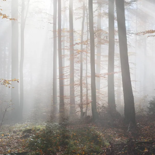 Rejtélyes Reggeli Köd Egy Gyönyörű Bükkfa Erdőben Őszi Fák Sárga — Stock Fotó