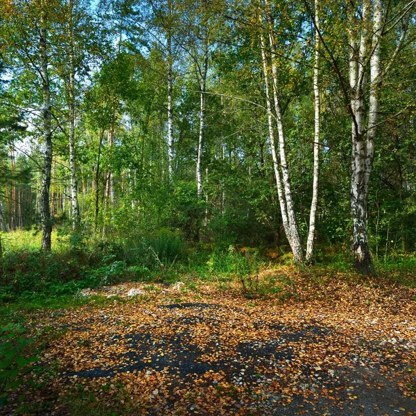 Ранньої Осені Листяному Лісі Латвії — стокове фото
