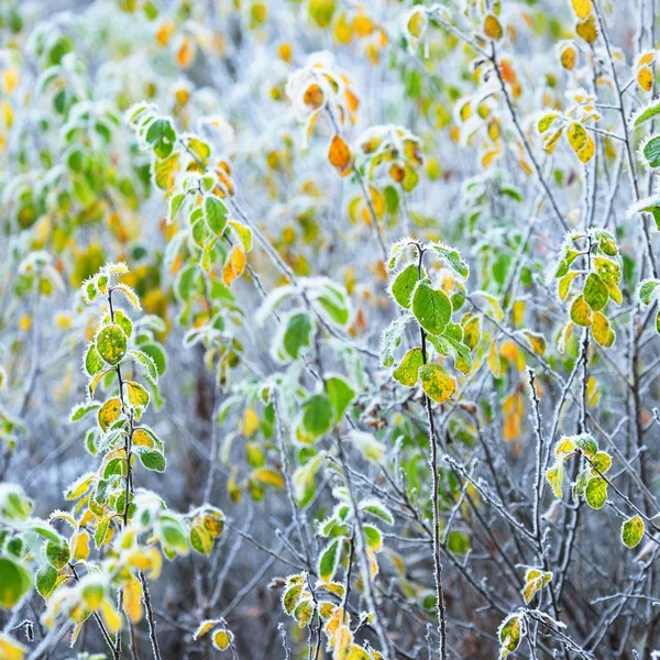 Närbild Frostat Bladen Hösten Morgon — Stockfoto