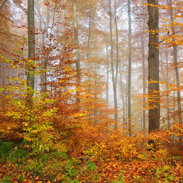 Mysterious morning fog in a beautiful beech tree forest. Autumn trees with yellow and orange foliage. Heidelberg, Germany