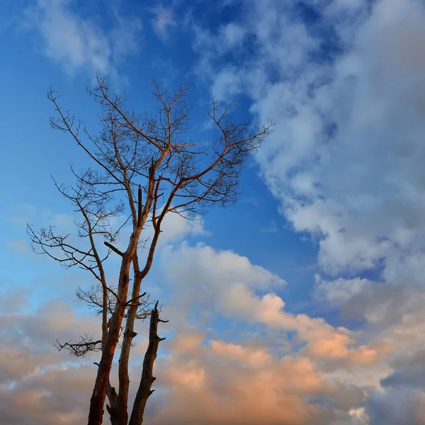 Malebný Pohled Suchý Strom Proti Modré Obloze — Stock fotografie