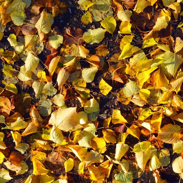 Πάνω Προς Κάτω Άποψη Σχετικά Διάσπαρτα Κίτρινο Φθινόπωρο Αφήνει Στην — Φωτογραφία Αρχείου