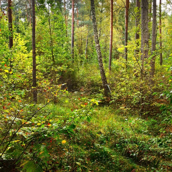 Vroege Herfst Bladverliezende Wouden Letland — Stockfoto