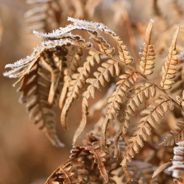 Close View Dry Frosted Fern Leaves — Stock Photo, Image