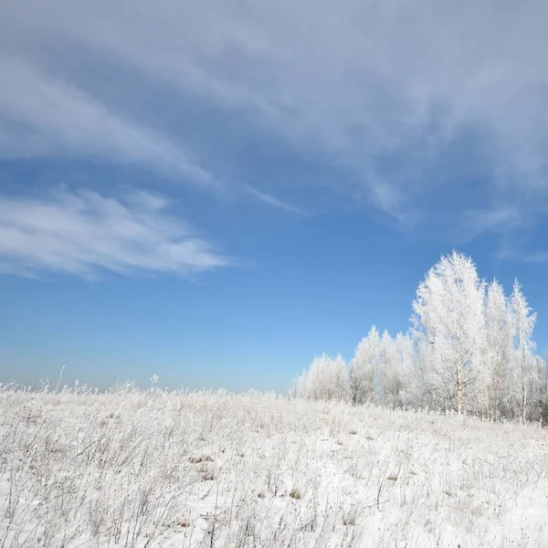 Floresta Bétula Coberta Neve Rima Vista Inverno Campo Russo — Fotografia de Stock