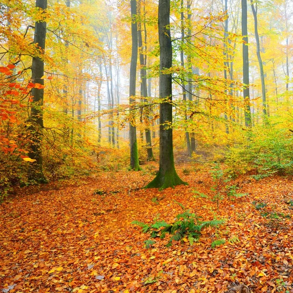 Mooie Boom Beukenbos Herfst Geel Oranje Gebladerte Heidelberg Duitsland — Stockfoto