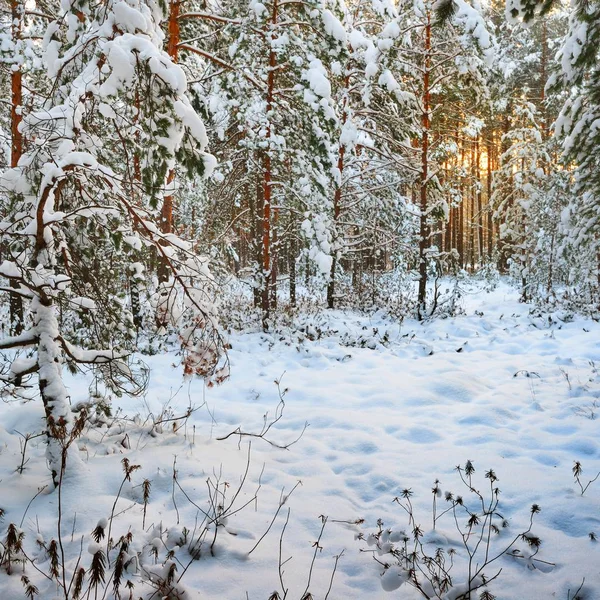 Pin Dans Une Forêt Couverte Neige Hiver — Photo