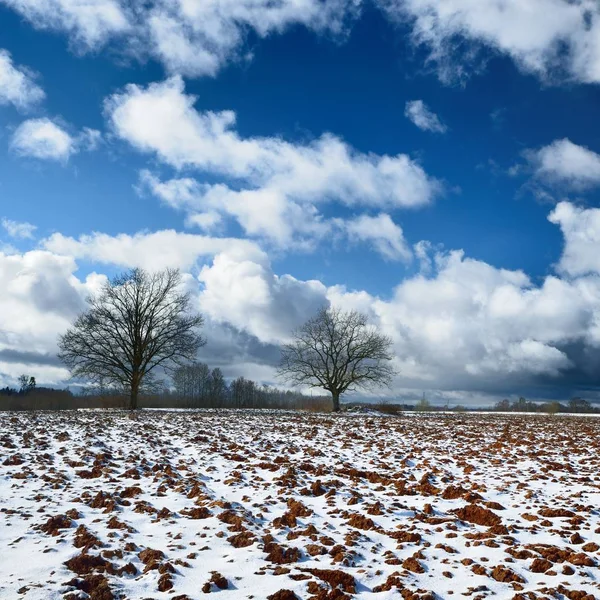 Luonnonkaunis Näkymä Puista Lumipeitteisellä Maatalouskentällä Pilvistä Taivasta Vasten — kuvapankkivalokuva