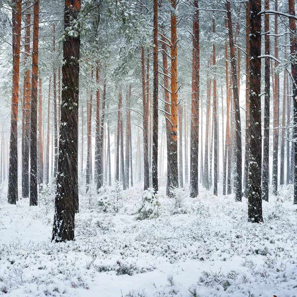 Forêt Pins Enneigés Lors Fortes Chutes Neige Lettonie — Photo