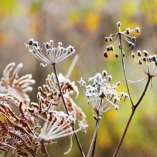 Vista Cerca Las Flores Silvestres Escarchadas Luz Del Sol —  Fotos de Stock