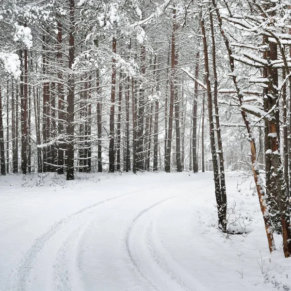 Caminho Uma Floresta Inverno Sob Espessa Camada Neve Letônia — Fotografia de Stock