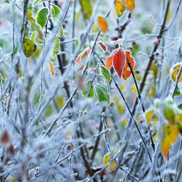 秋の朝の曇らされた葉のクローズ アップ ビュー — ストック写真