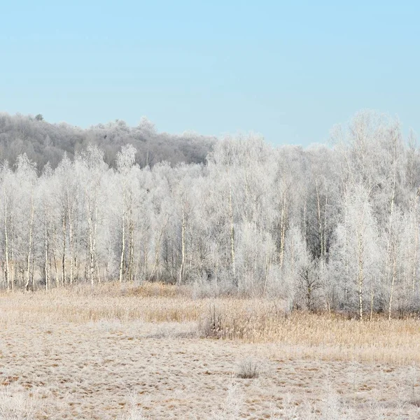 白樺の木の森は雪と霜で覆われています ロシアの田舎の冬景色 — ストック写真