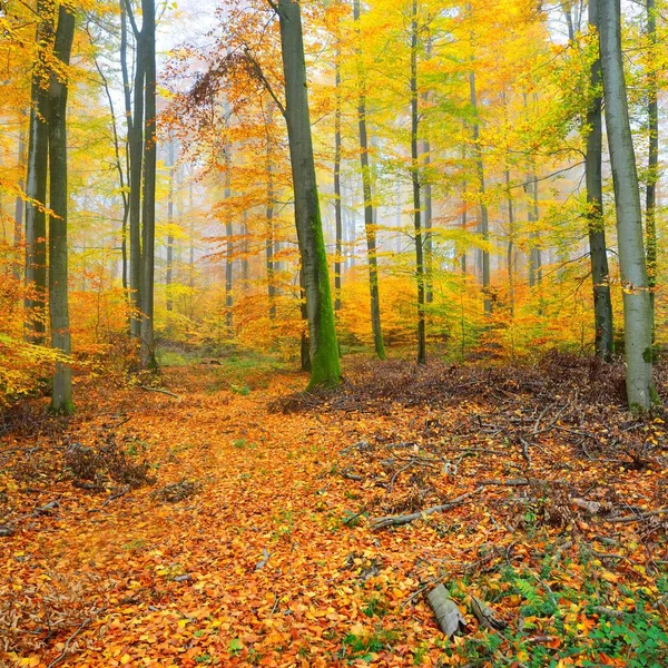 Mooie Boom Beukenbos Herfst Geel Oranje Gebladerte Heidelberg Duitsland — Stockfoto