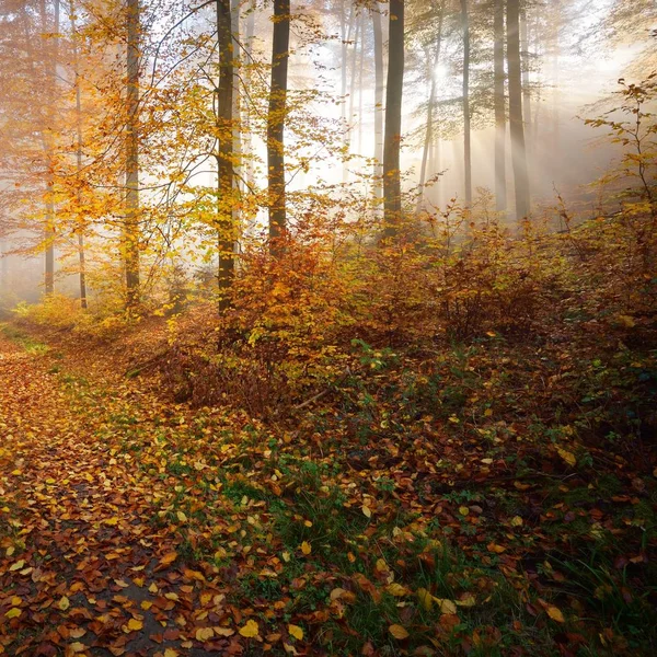 美しいブナの森に神秘的な朝の霧 黄色とオレンジ色の紅葉と紅葉の林道 ハイデルベルク ドイツ — ストック写真