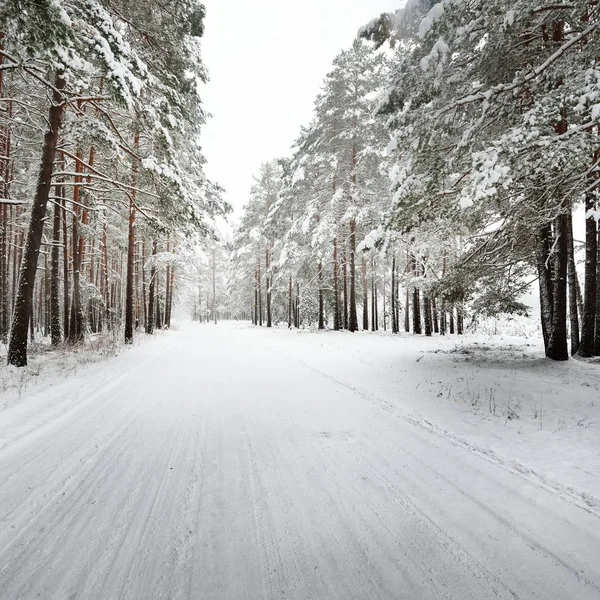 Estrada Florestal Inverno Não Pavimentada Sob Uma Camada Neve Fresca — Fotografia de Stock