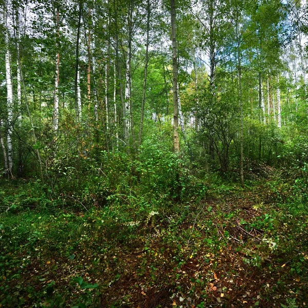 Forêt Décidue Début Automne Lettonie — Photo