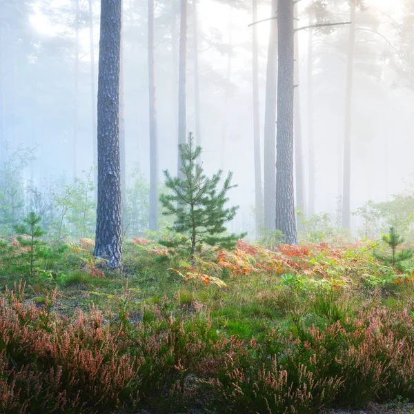 拉脱维亚落叶林中的大雾日出 — 图库照片