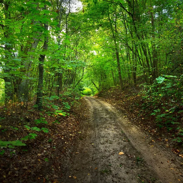 ラトビアの早い秋の落葉広葉樹林の道 — ストック写真