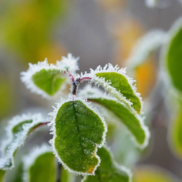 Närbild Frostat Bladen Hösten Morgon — Stockfoto