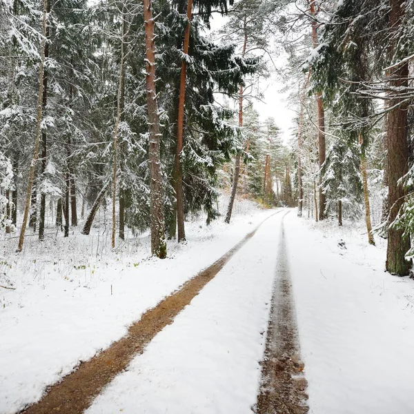 First Snow Small Forest Road November Estonia Baltics — Stock Photo, Image