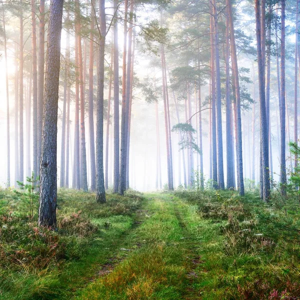 一条公路和在拉脱维亚的落叶森林雾日出 — 图库照片