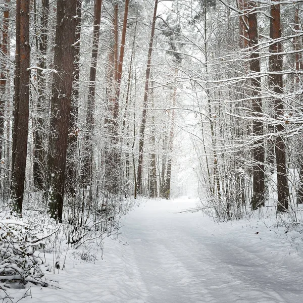 Тропа Зимнем Лесу Толстым Слоем Снега Латвии — стоковое фото