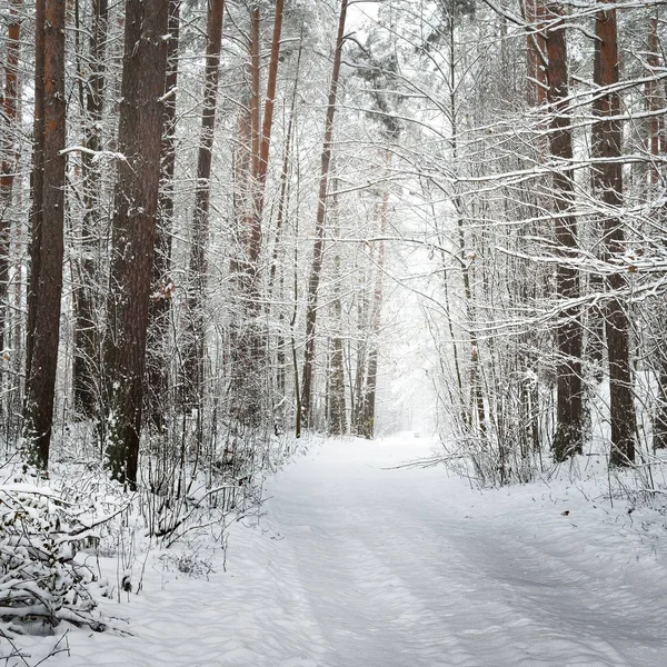 Caminho Uma Floresta Inverno Sob Espessa Camada Neve Letônia — Fotografia de Stock