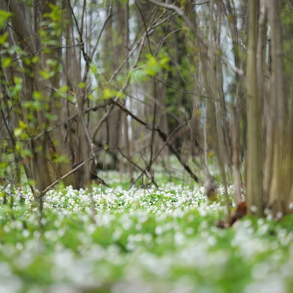 Wilde Anemonenblüten Frühlingswald Lettland — Stockfoto