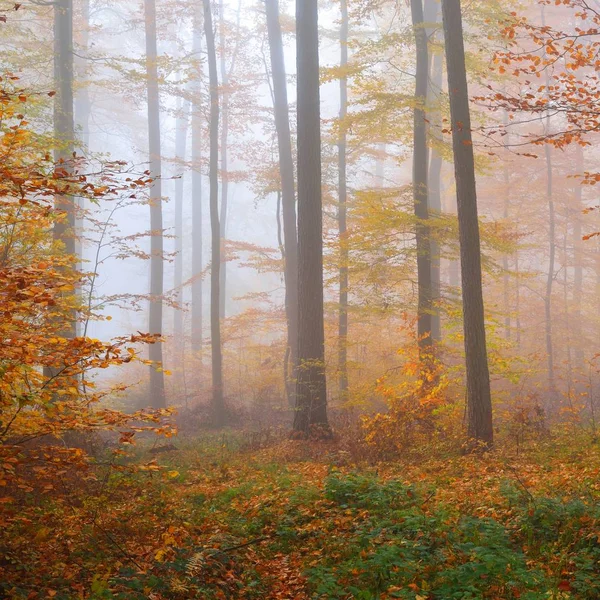 美しいブナの木の森で神秘的な朝の霧 黄色とオレンジの葉を持つ秋の木 ドイツのハイデルベルク — ストック写真