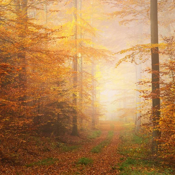 Осенний Пейзаж Леса — стоковое фото