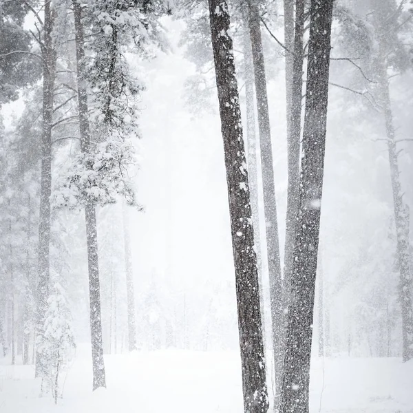 Een Pad Een Bos Van Winter Onder Een Dikke Laag — Stockfoto