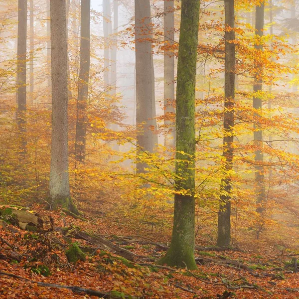 Mysterious Morning Fog Beautiful Beech Tree Forest Autumn Trees Yellow — Stock Photo, Image