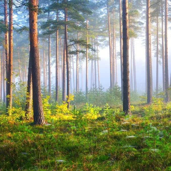 Туманный Рассвет Лиственных Лесах Латвии — стоковое фото