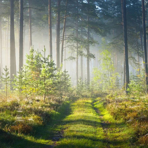 Väg Och Dimmig Soluppgång Lövskogen Lettland — Stockfoto