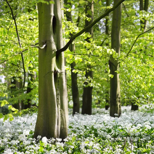 Vista Perto Dos Arbustos Floridos Floresta Decídua — Fotografia de Stock