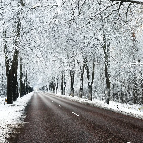 Callejón Árboles Cubiertos Nieve Carretera Noviembre País Las Maravillas Invierno — Foto de Stock