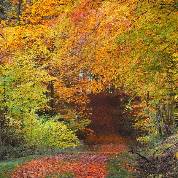 Promenade Dans Une Belle Forêt Hêtres Automne Près Heidelberg Allemagne — Photo