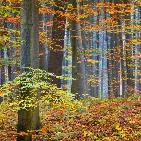 Beautiful Beech Tree Forest Autumn Yellow Orange Foliage Heidelberg Germany — Stock Photo, Image