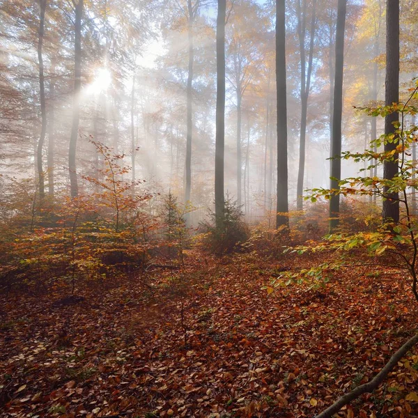 Misterioso Nevoeiro Manhã Uma Bela Floresta Faia Árvores Outono Com — Fotografia de Stock