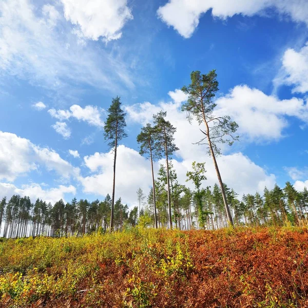 Vista Panorámica Los Árboles Bosque Otoño Contra Cielo Nublado —  Fotos de Stock