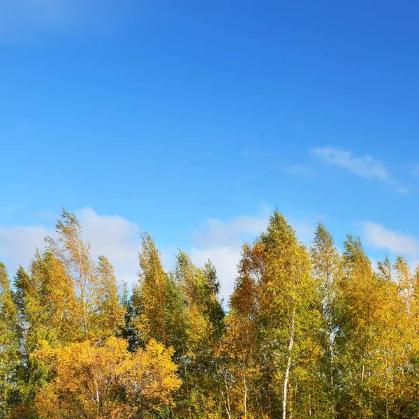 Vista Panorámica Bajo Ángulo Del Bosque Otoño Contra Cielo Azul —  Fotos de Stock