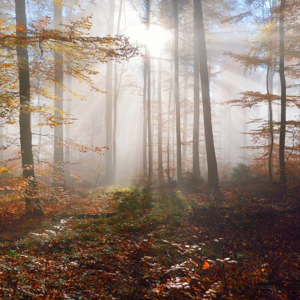 Záhadná Ranní Mlha Krásném Bukovém Lese Podzimní Stromy Žlutým Oranžovým — Stock fotografie
