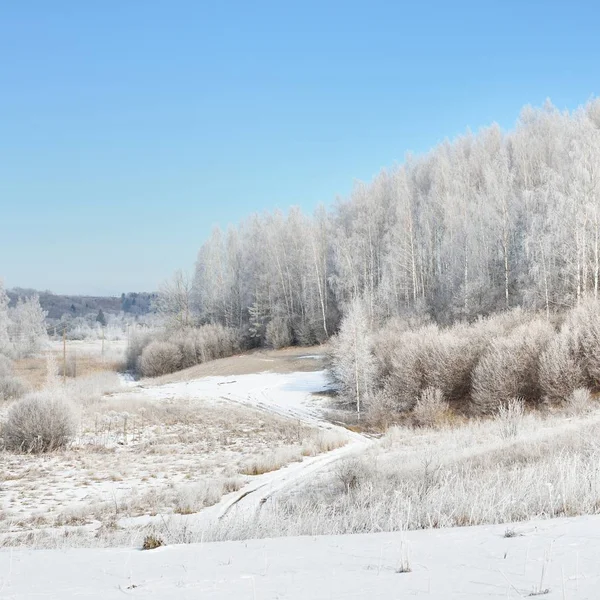 Björkskogen Trädet Täckt Med Snö Och Rimfrost Vinter Ryska Landsbygden — Stockfoto